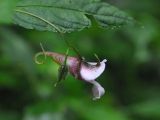genus Impatiens. Цветок и часть листа. Южный Китай, пров. Хунань, парк Zhangjiajie National Forest Park, берег ручья Золотой Кнут, лес. 5 октября 2017 г.