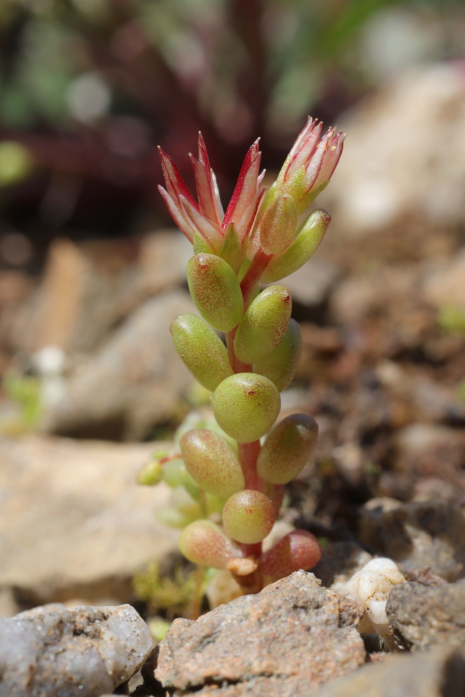 Изображение особи Sedum cespitosum.