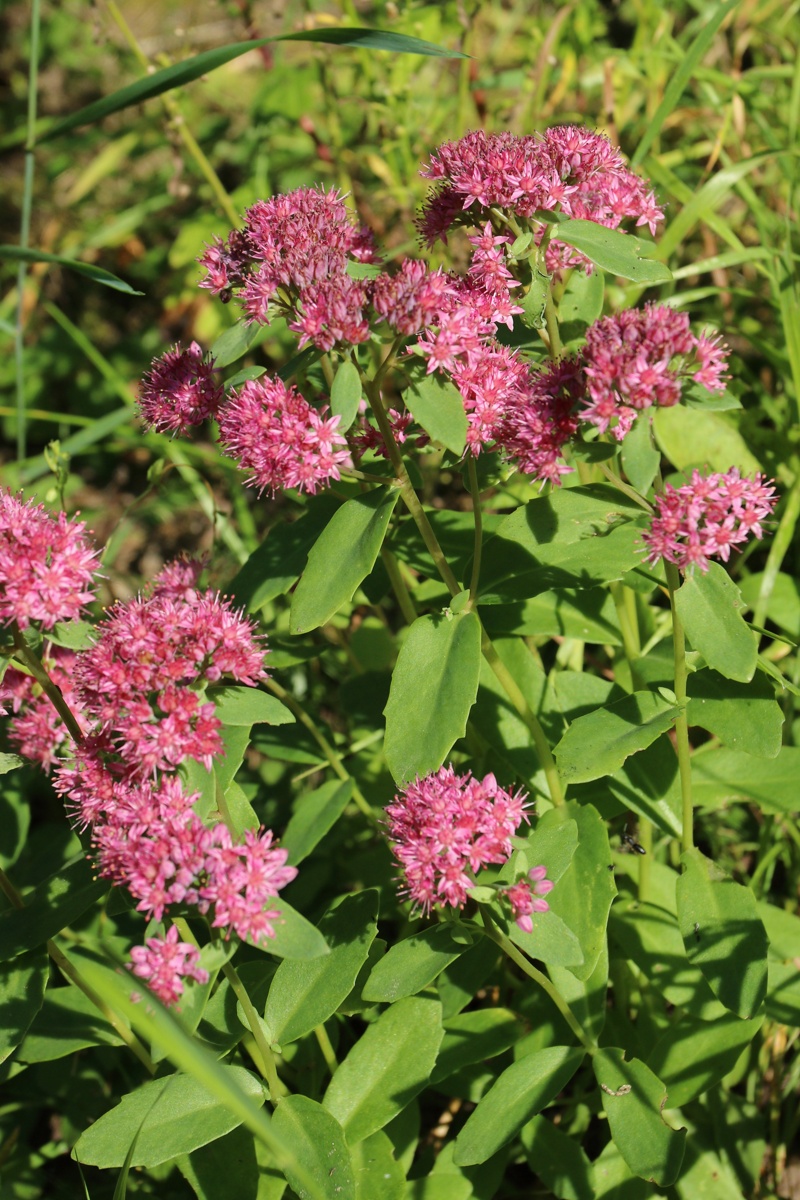 Изображение особи Hylotelephium triphyllum.