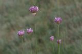 Allium inderiense