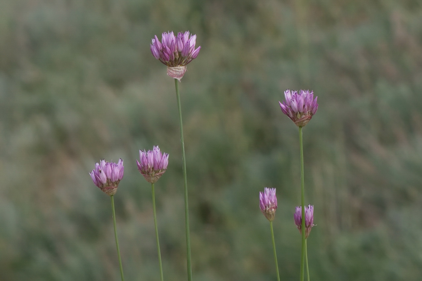 Изображение особи Allium inderiense.