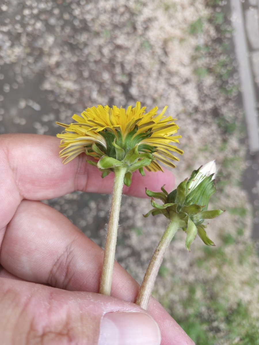 Image of genus Taraxacum specimen.