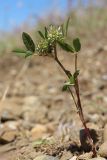 Trifolium retusum. Крым, Севастополь, окр. Балаклавы. 21.05.2025.