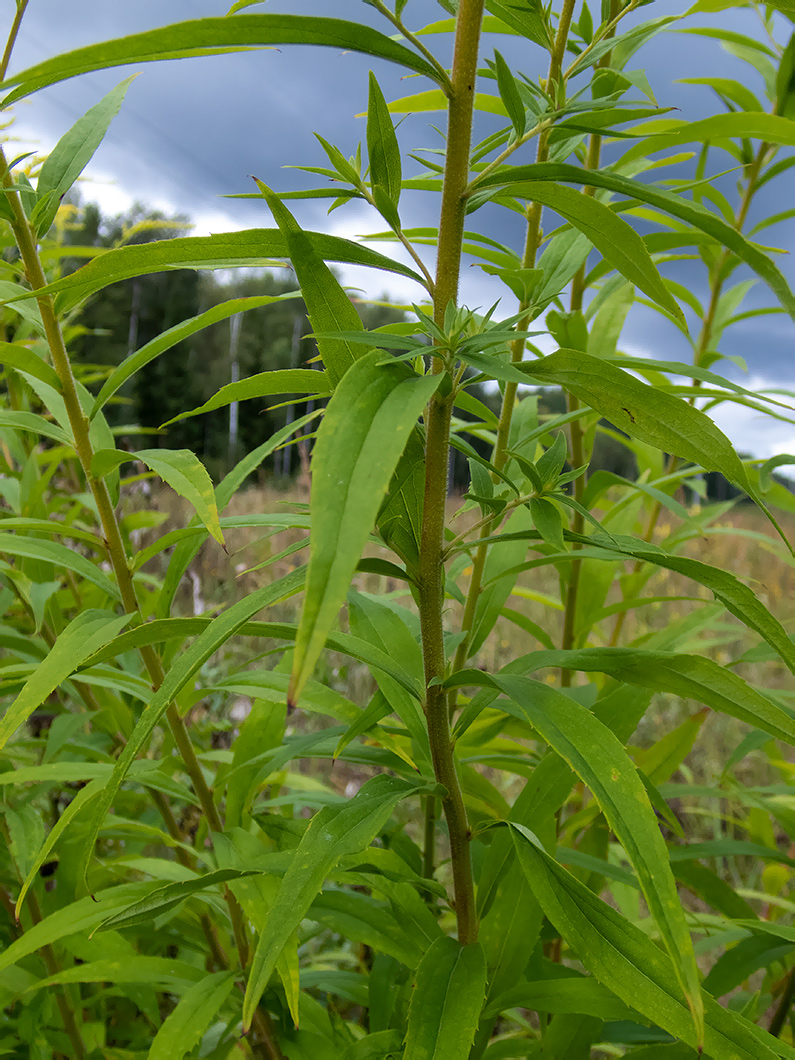 Image of Solidago canadensis specimen.