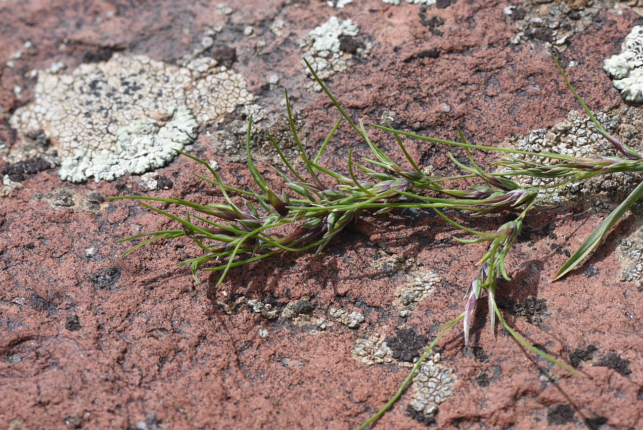 Image of Poa bulbosa ssp. vivipara specimen.