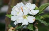 Malus domestica