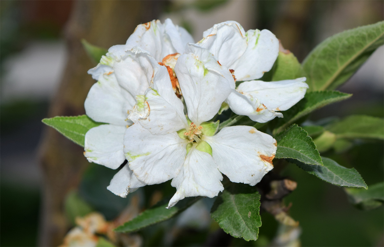Изображение особи Malus domestica.
