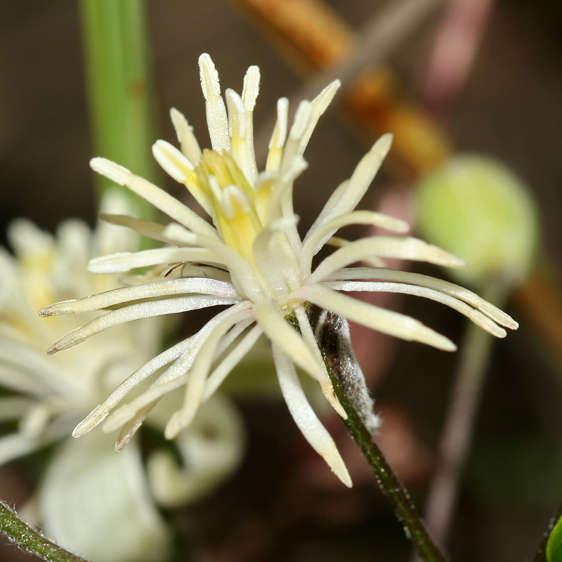 Изображение особи Clematis vitalba.