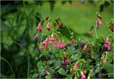 Oxalis tetraphylla