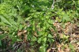 Viola acuminata