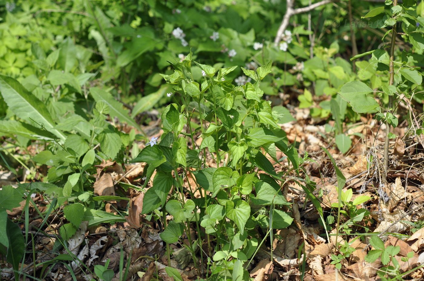 Image of Viola acuminata specimen.