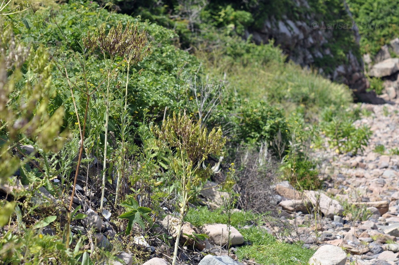 Изображение особи Isatis tinctoria var. yezoensis.