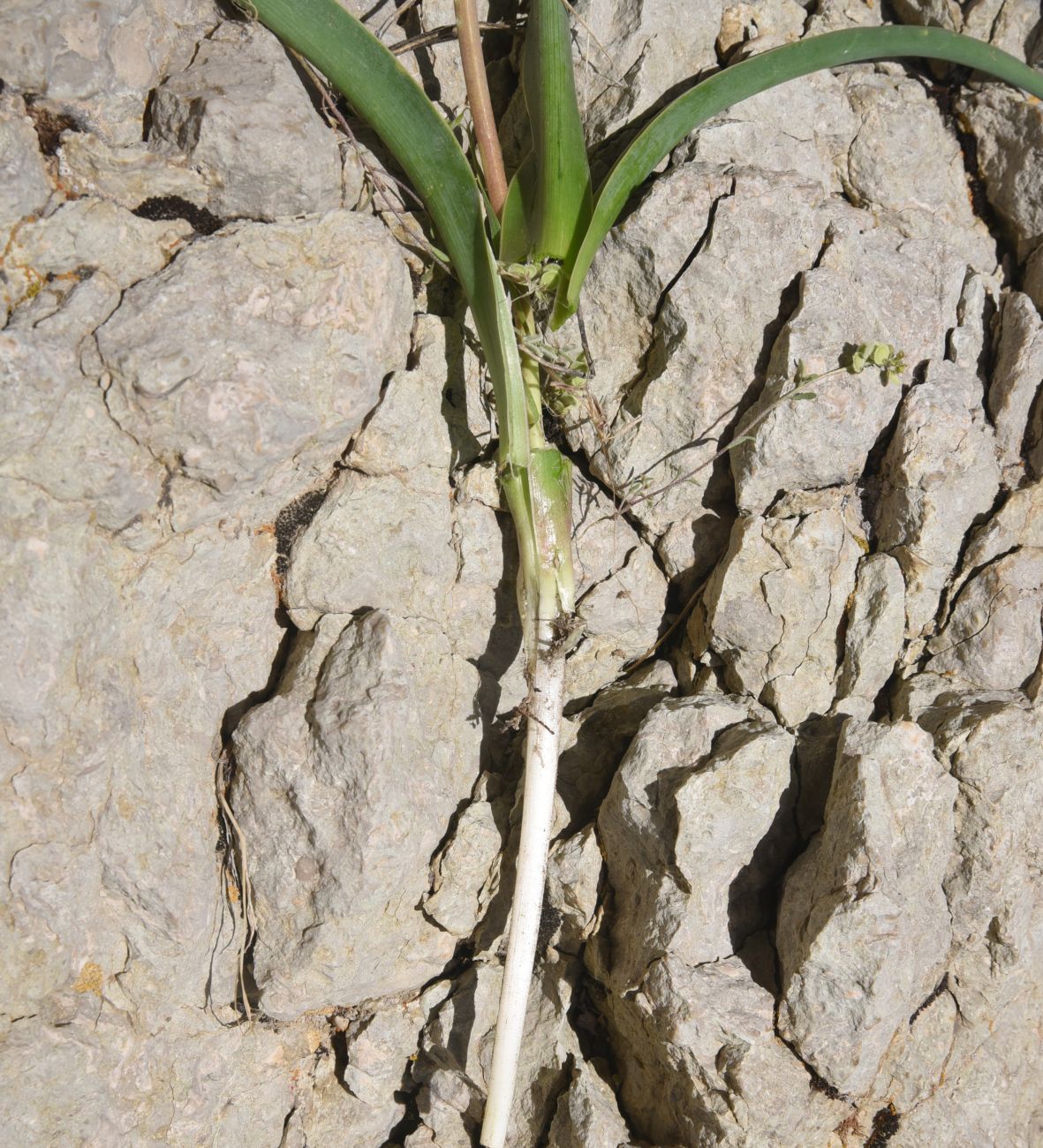 Image of Leopoldia caucasica specimen.