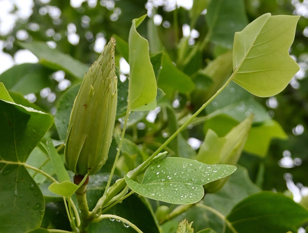 Изображение особи Liriodendron tulipifera.