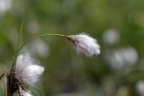 Eriophorum angustifolium
