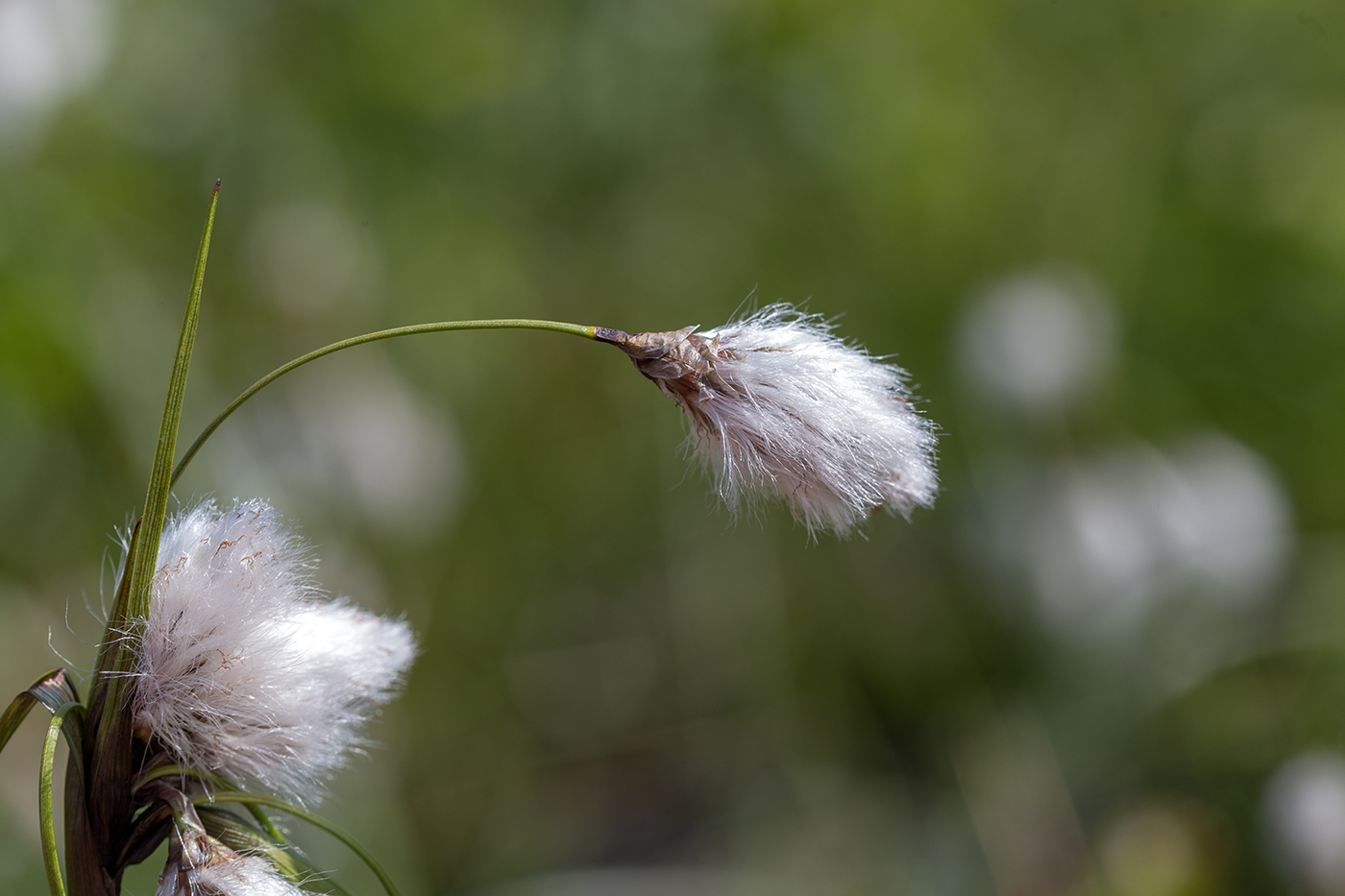 Изображение особи Eriophorum angustifolium.