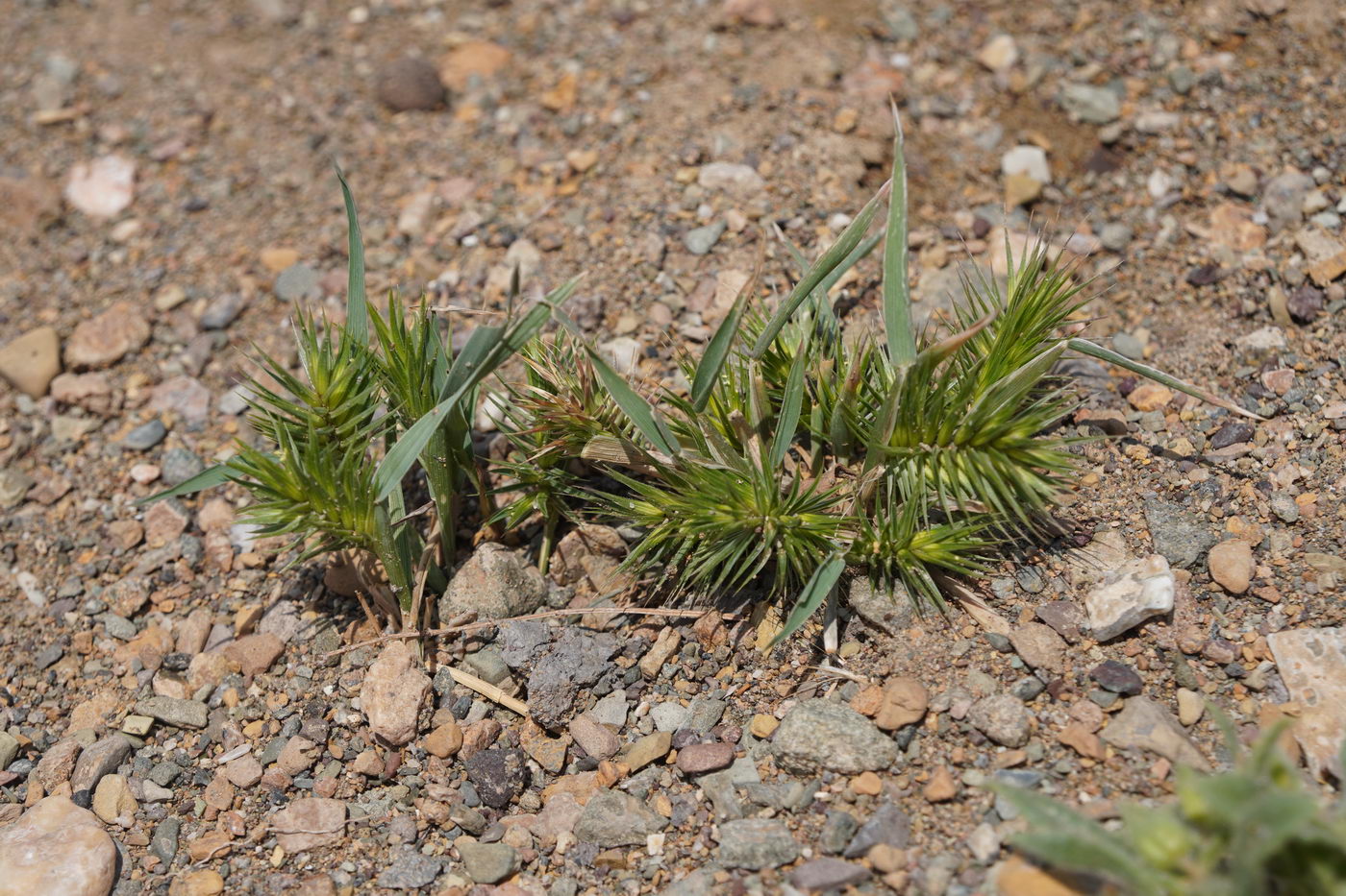 Image of genus Eremopyrum specimen.