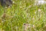 Plantago maritima. Верхушки побегов с незрелыми соплодиями и листья. Карелия, Лоухский р-н, окр. биостанции «Мыс Картеш»; берег Белого моря, приморский разнотравно-злаковый луг. 22.07.2025.