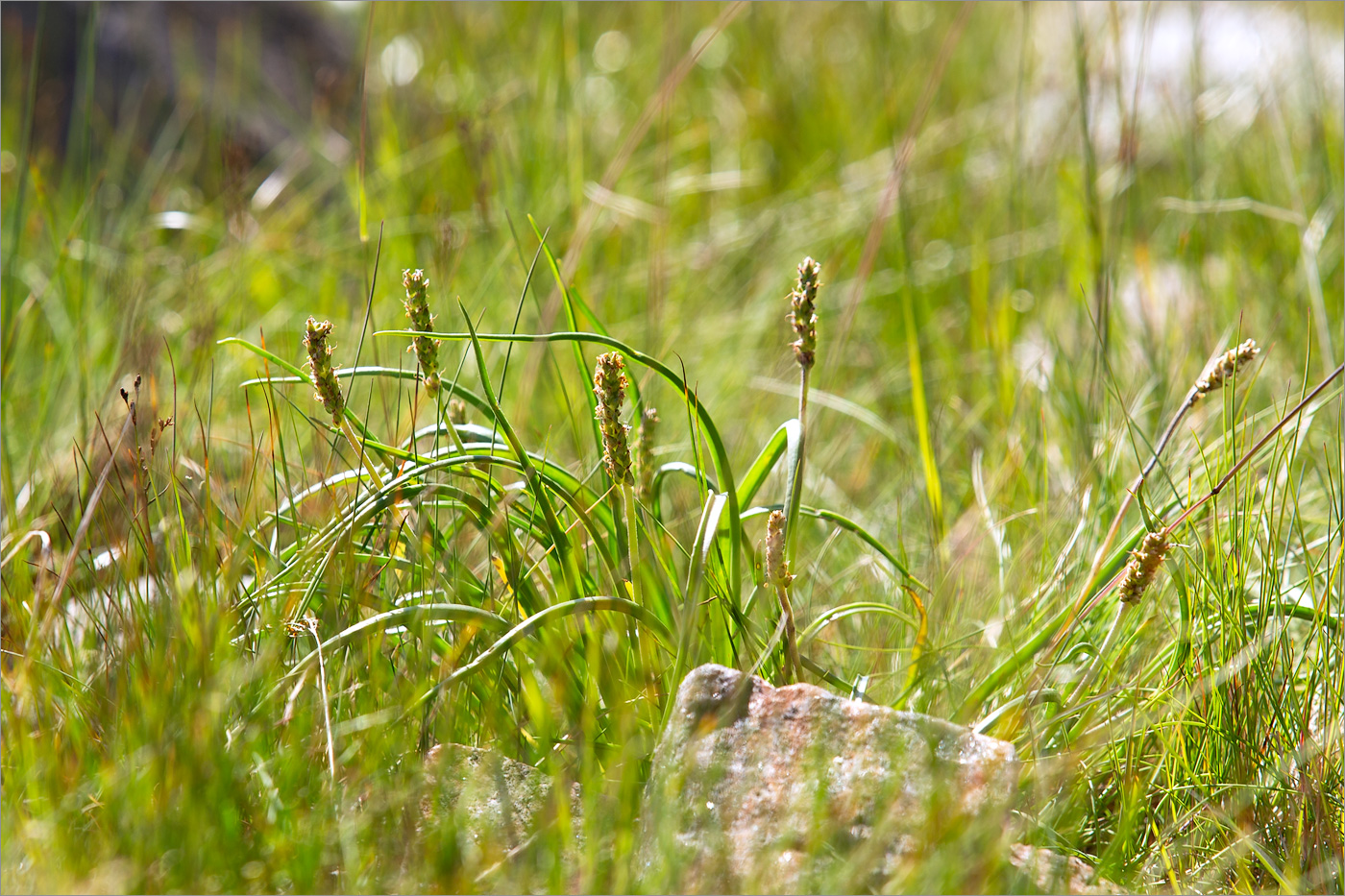 Изображение особи Plantago maritima.