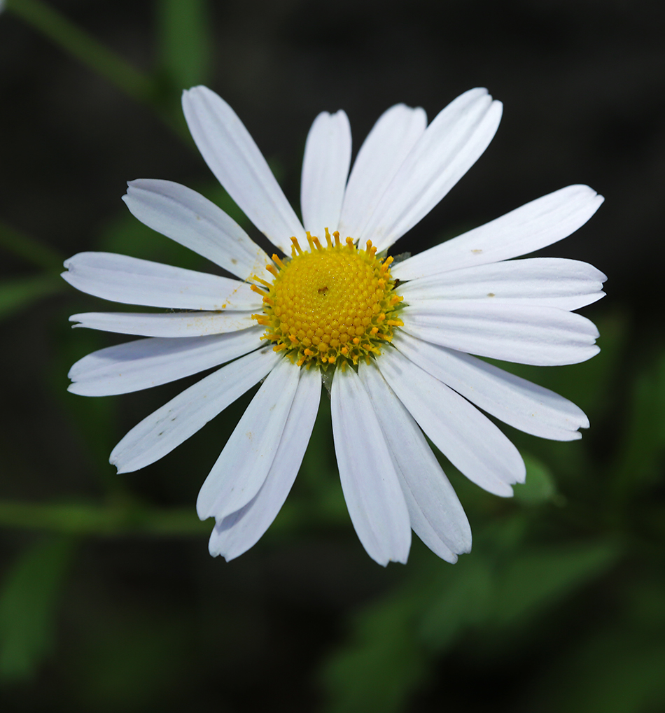 Изображение особи Chrysanthemum naktongense.