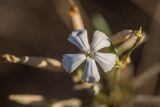 genus Dianthus