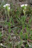 Arabis auriculata