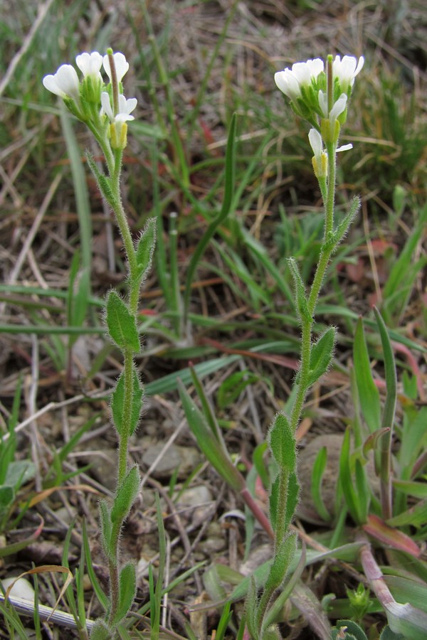 Изображение особи Arabis auriculata.