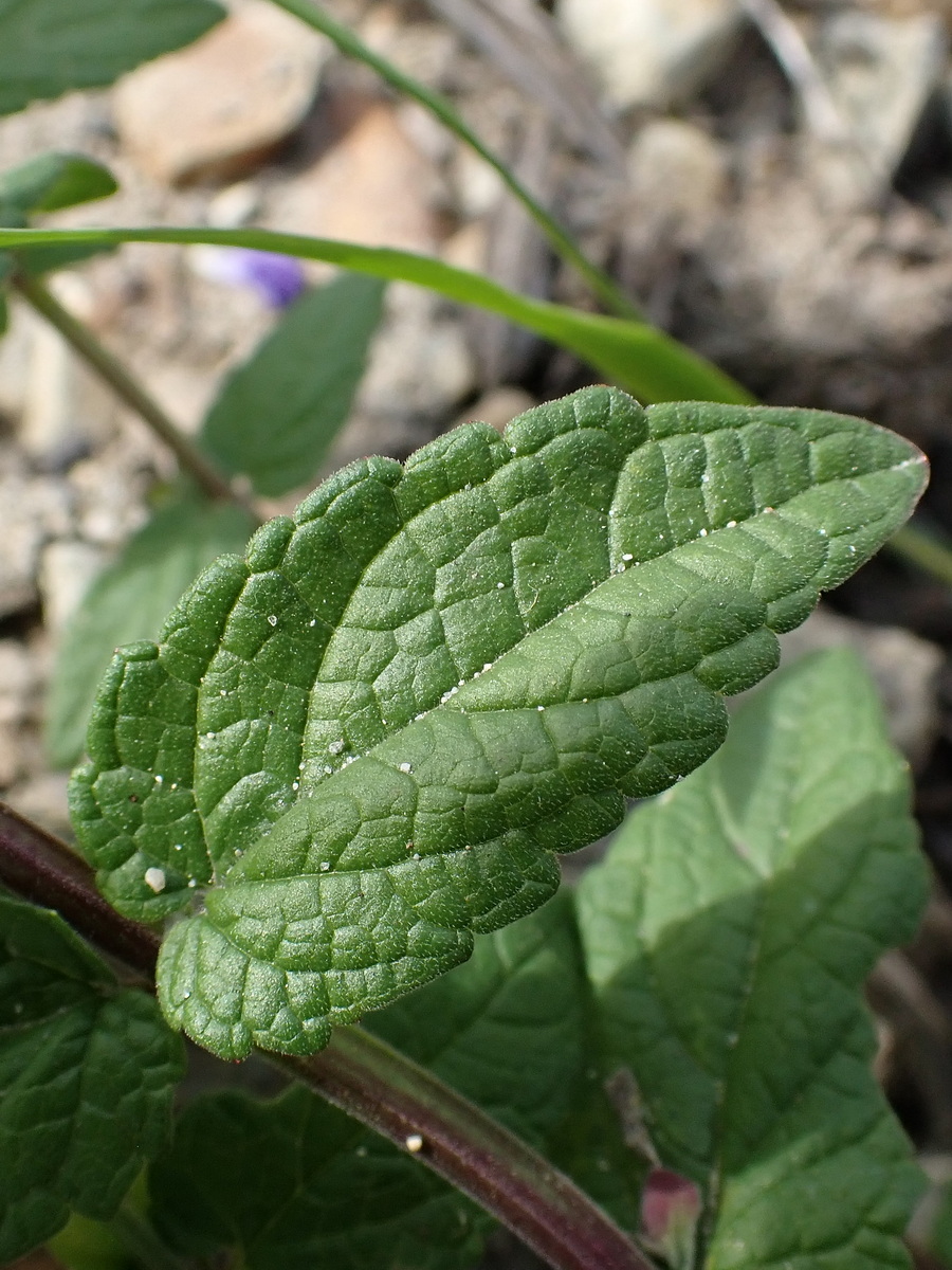 Изображение особи Scutellaria galericulata.