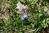 Campanula biebersteiniana