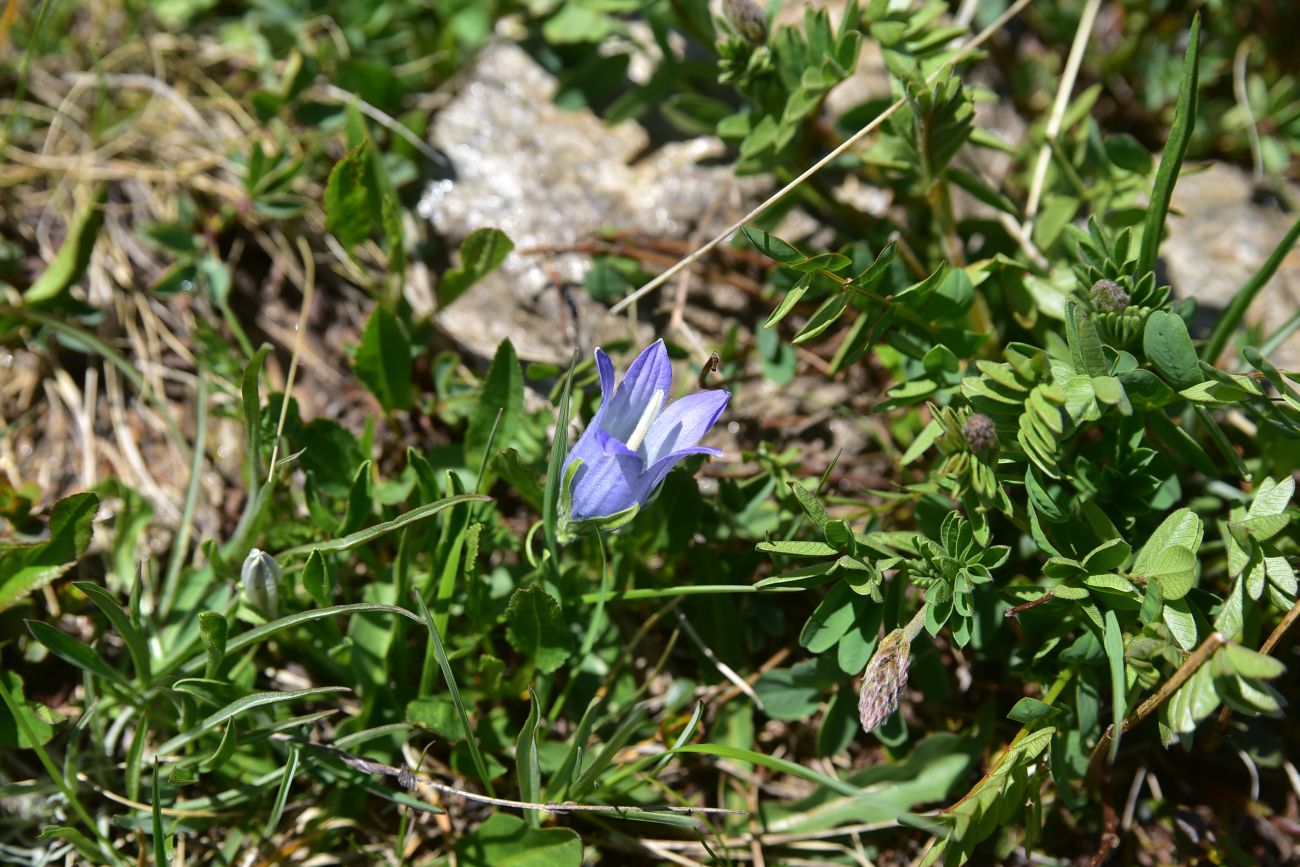 Изображение особи Campanula biebersteiniana.
