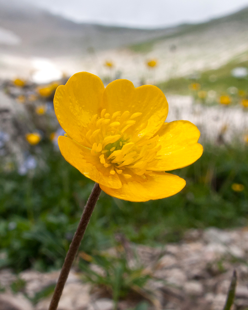 Image of Ranunculus oreophilus specimen.