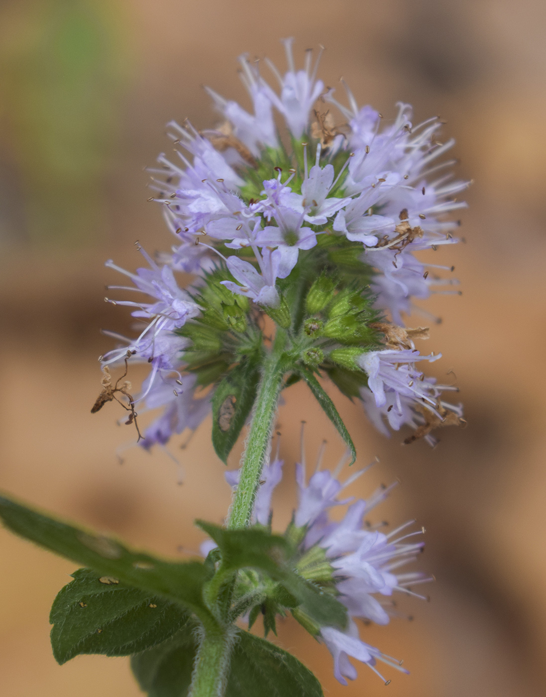 Изображение особи Mentha aquatica.