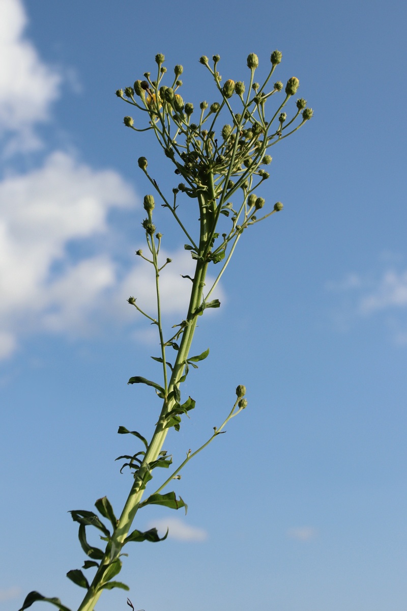 Image of Hieracium umbellatum specimen.