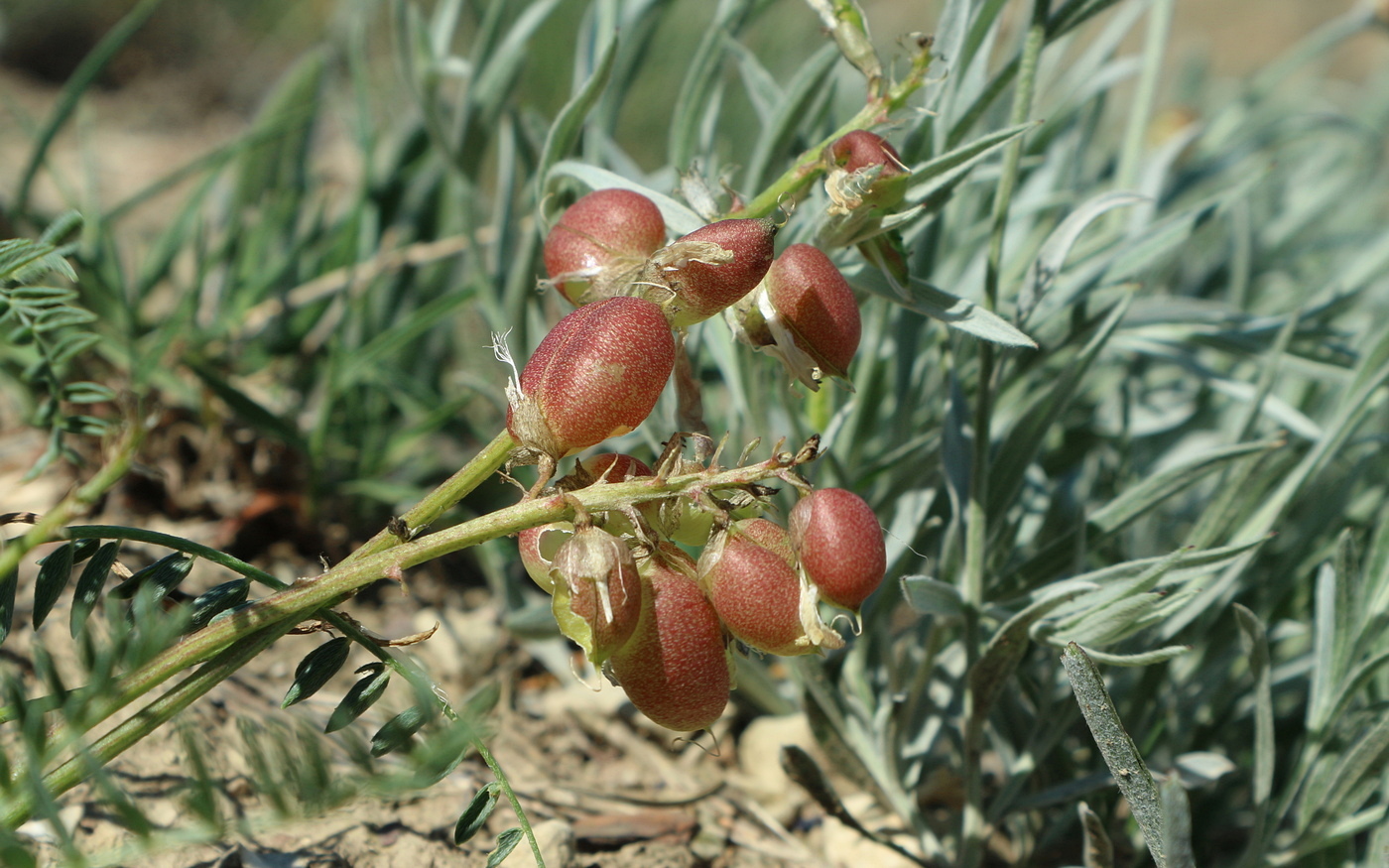 Image of genus Astragalus specimen.