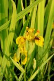 Iris pseudacorus
