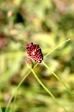 Sanguisorba officinalis