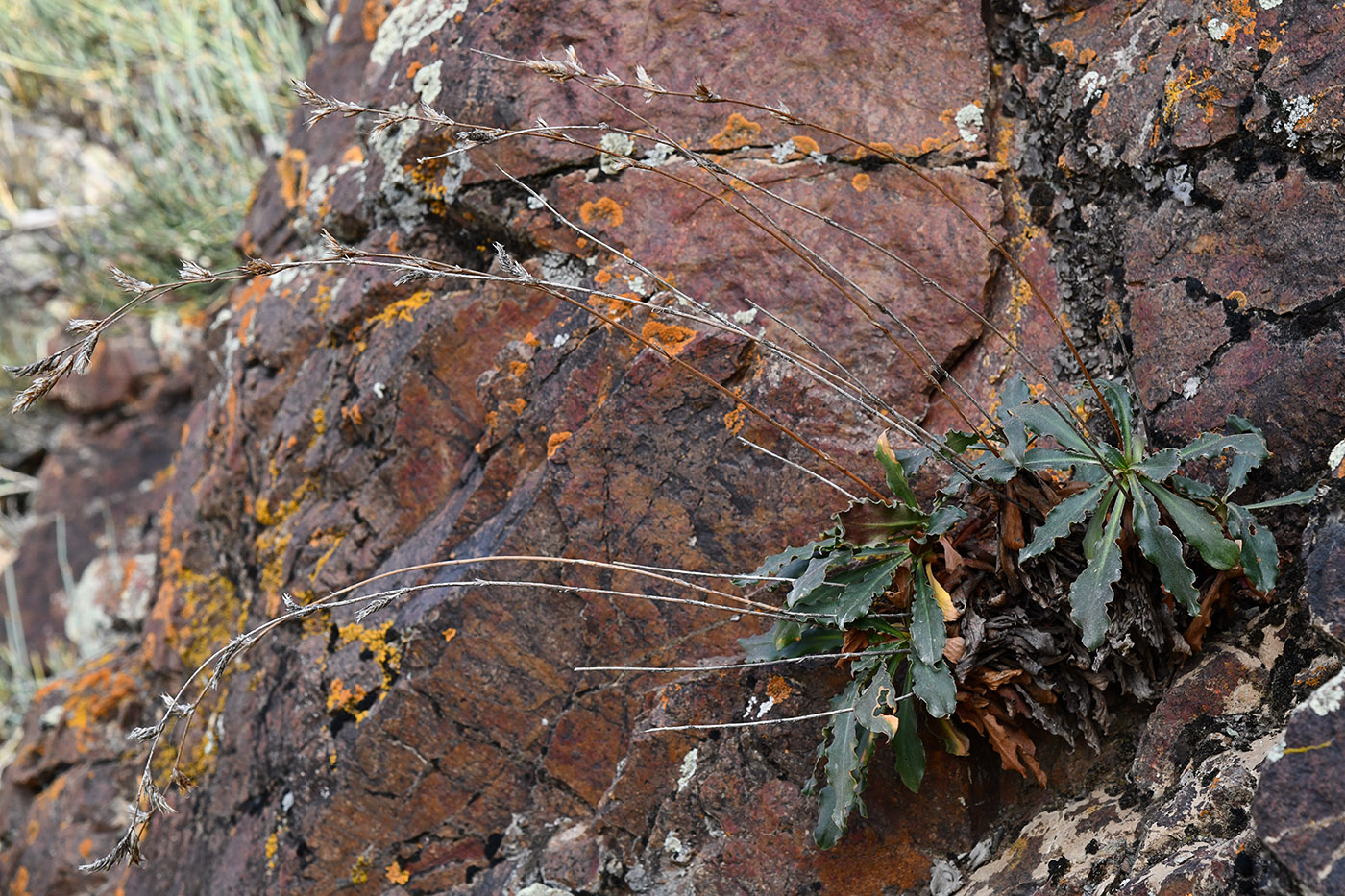 Изображение особи Ikonnikovia kaufmanniana.