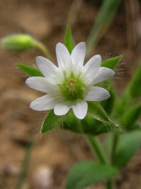 Изображение особи Cerastium brachypetalum ssp. tauricum.