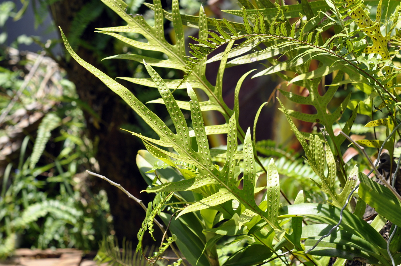 Image of class Polypodiopsida specimen.