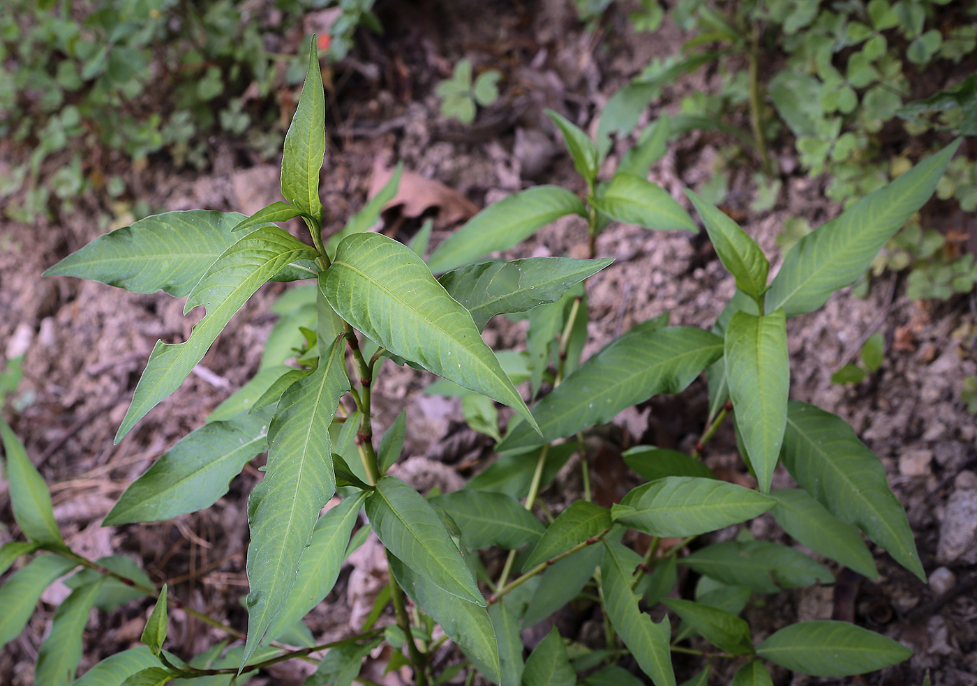 Image of genus Persicaria specimen.