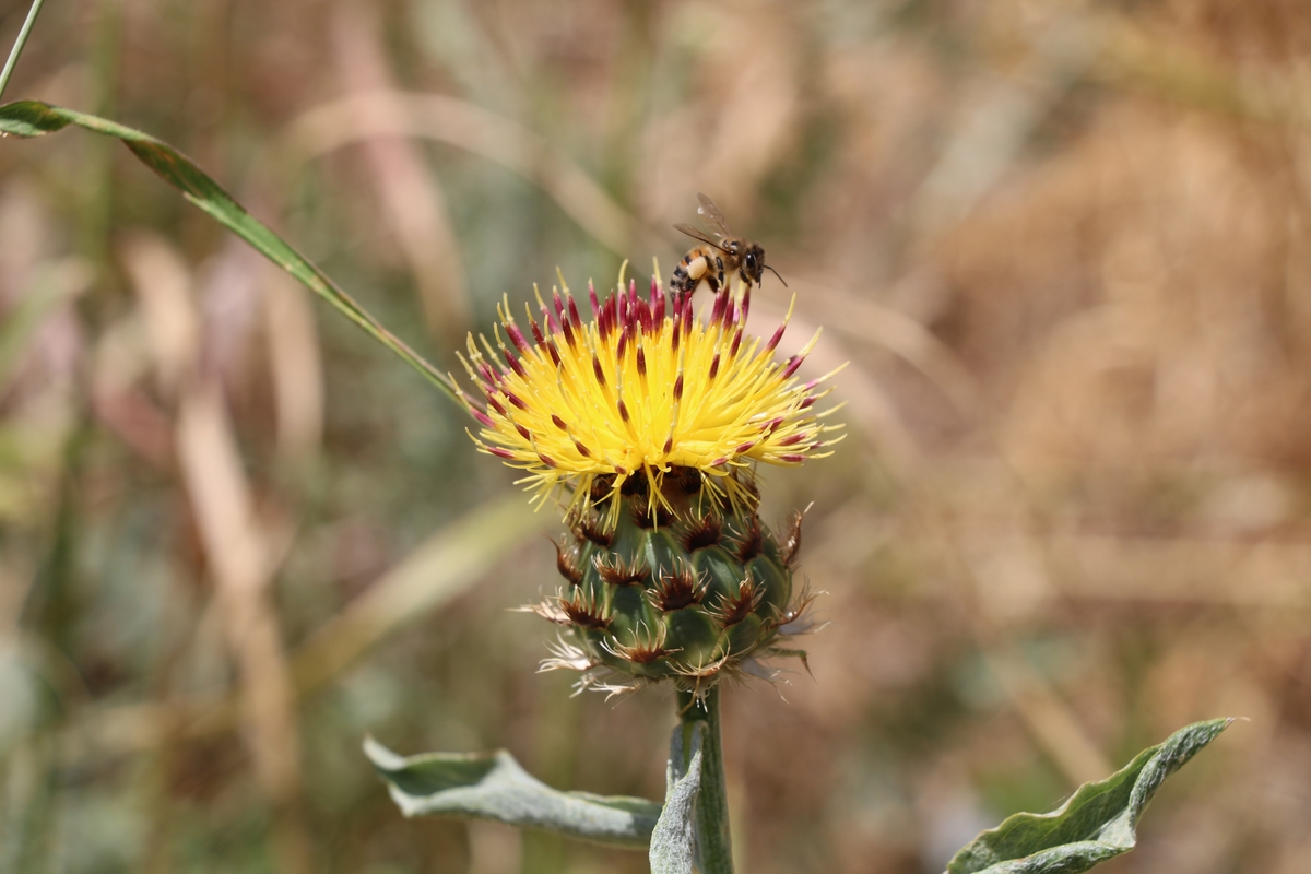 Image of genus Centaurea specimen.