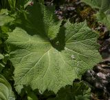 Petasites albus. Лист. Абхазия, Гудаутский р-н, Рицинский реликтовый национальный парк, хр. Авадхара, дол. р. Авадхара, хвойно-широколиственный лес, берег ручья. 1600 м н.у.м. 09.06.2025.