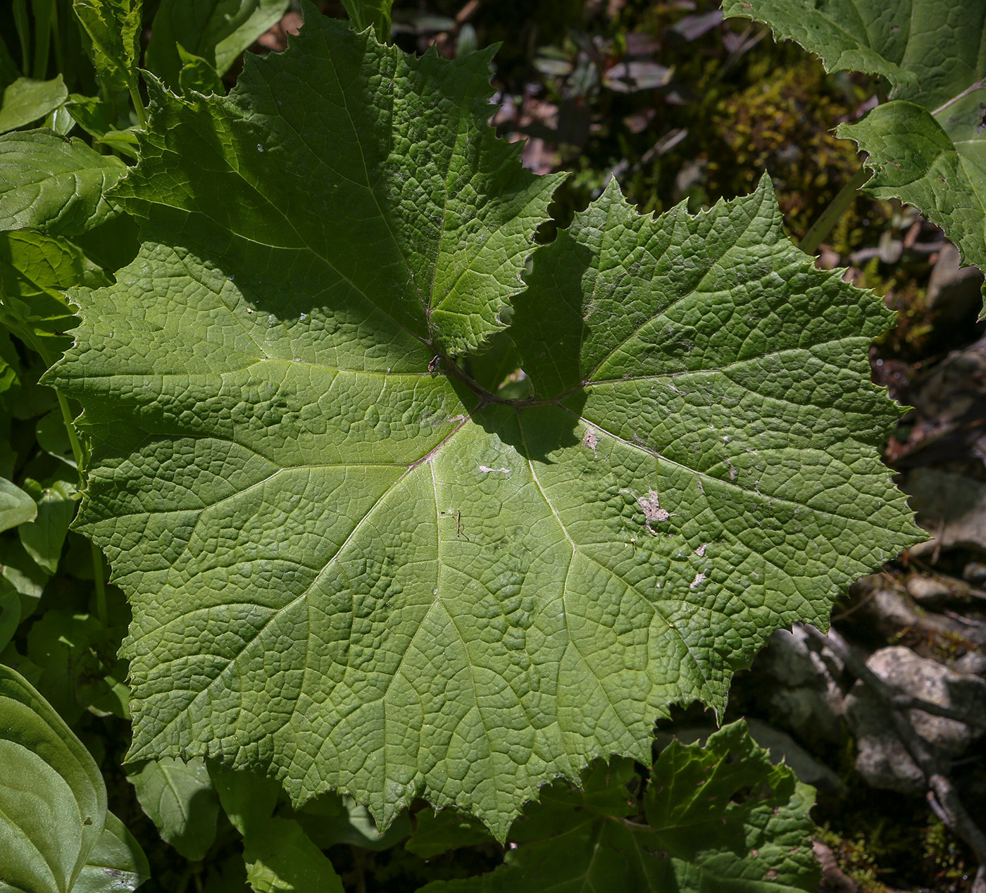 Image of Petasites albus specimen.
