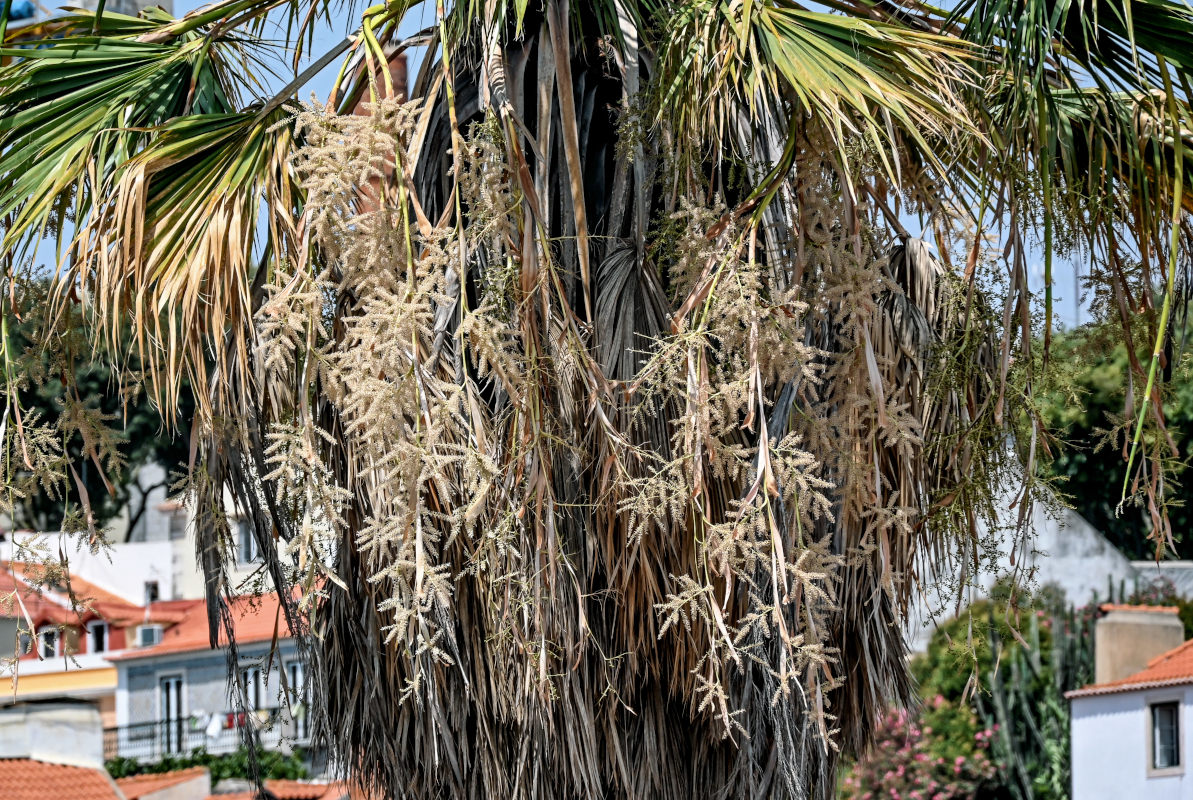 Изображение особи Washingtonia robusta.