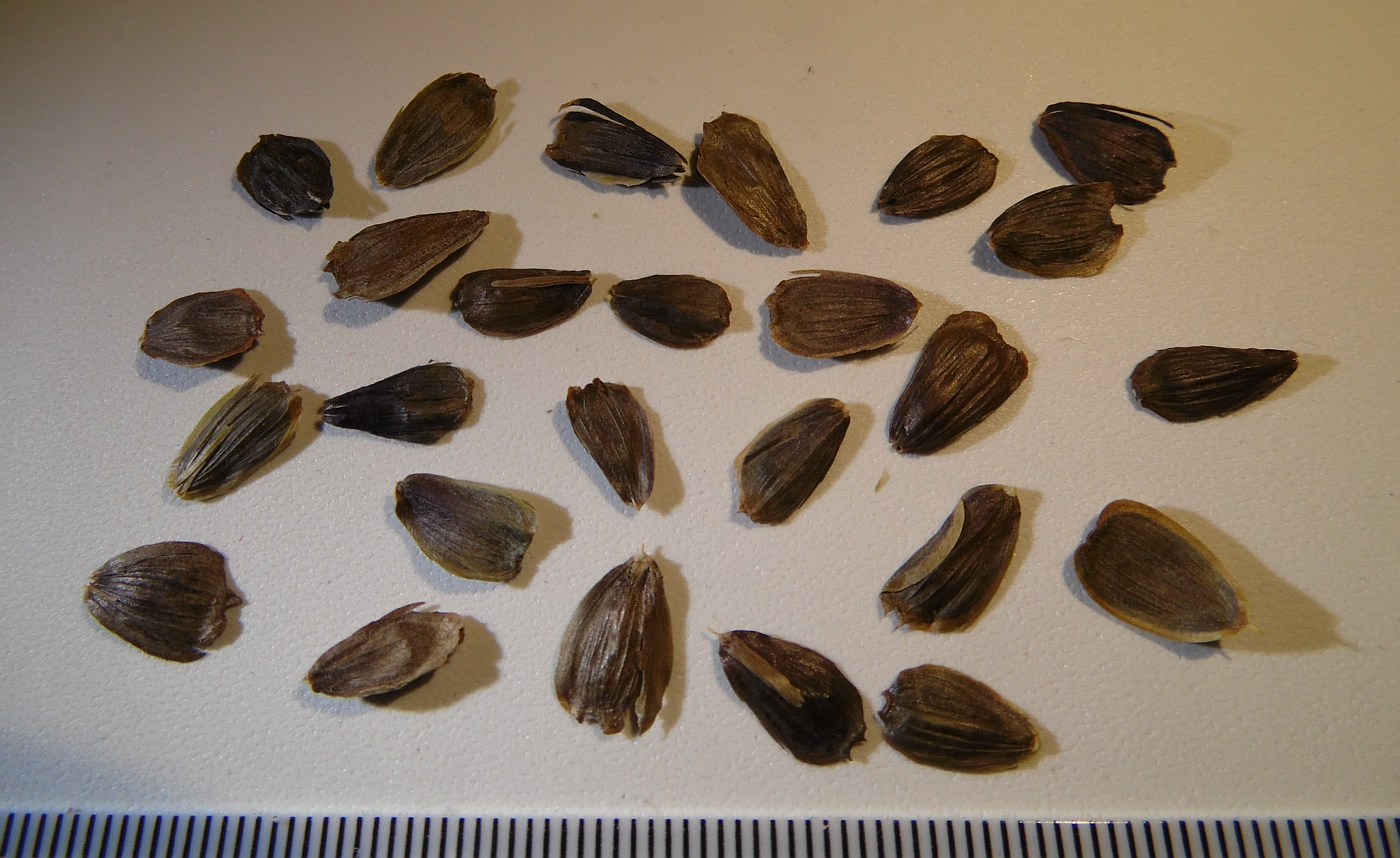 Image of genus Silphium specimen.