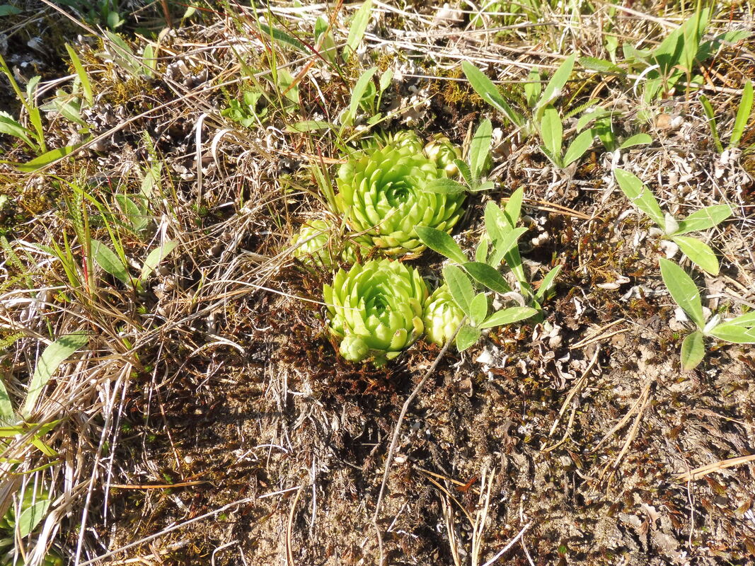Image of Jovibarba globifera specimen.