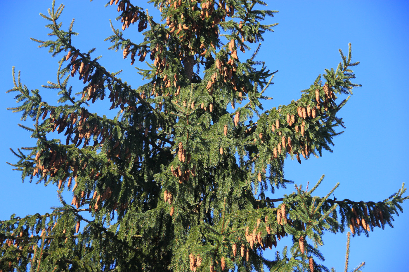 Image of Picea abies specimen.