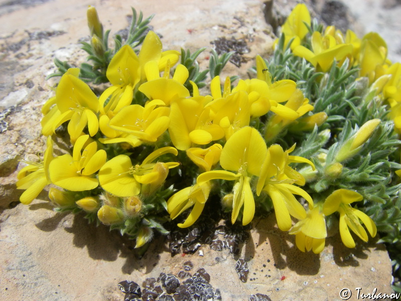 Изображение особи Genista albida.