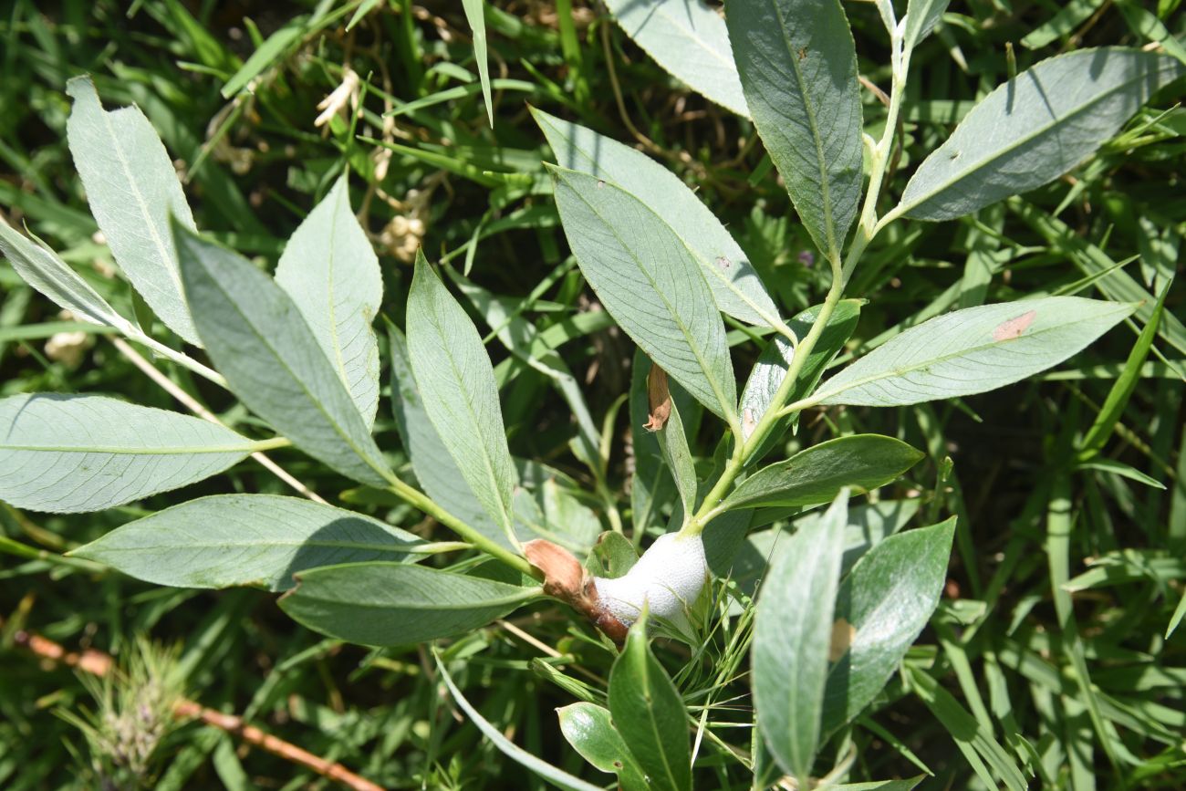 Image of genus Salix specimen.
