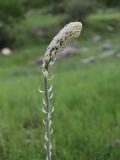 Eremurus comosus. Соцветие в стадии бутонизации. Узбекистан, Сурхандарьинская обл., Сариасийский р-н, Гиссарский хр., дол. р. Обизаранг, 1070 м н.у.м., мелкоземистый склон. 01.05.2026.